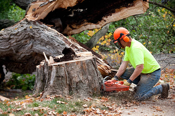 Best Leaf Removal  in Surf City, NJ